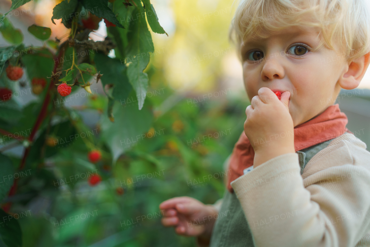 Happy little boy harvesting and eating raspberries outdoor in garden.