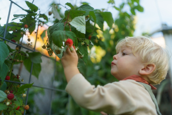 Happy little boy harvesting and eating raspberries outdoor in garden.