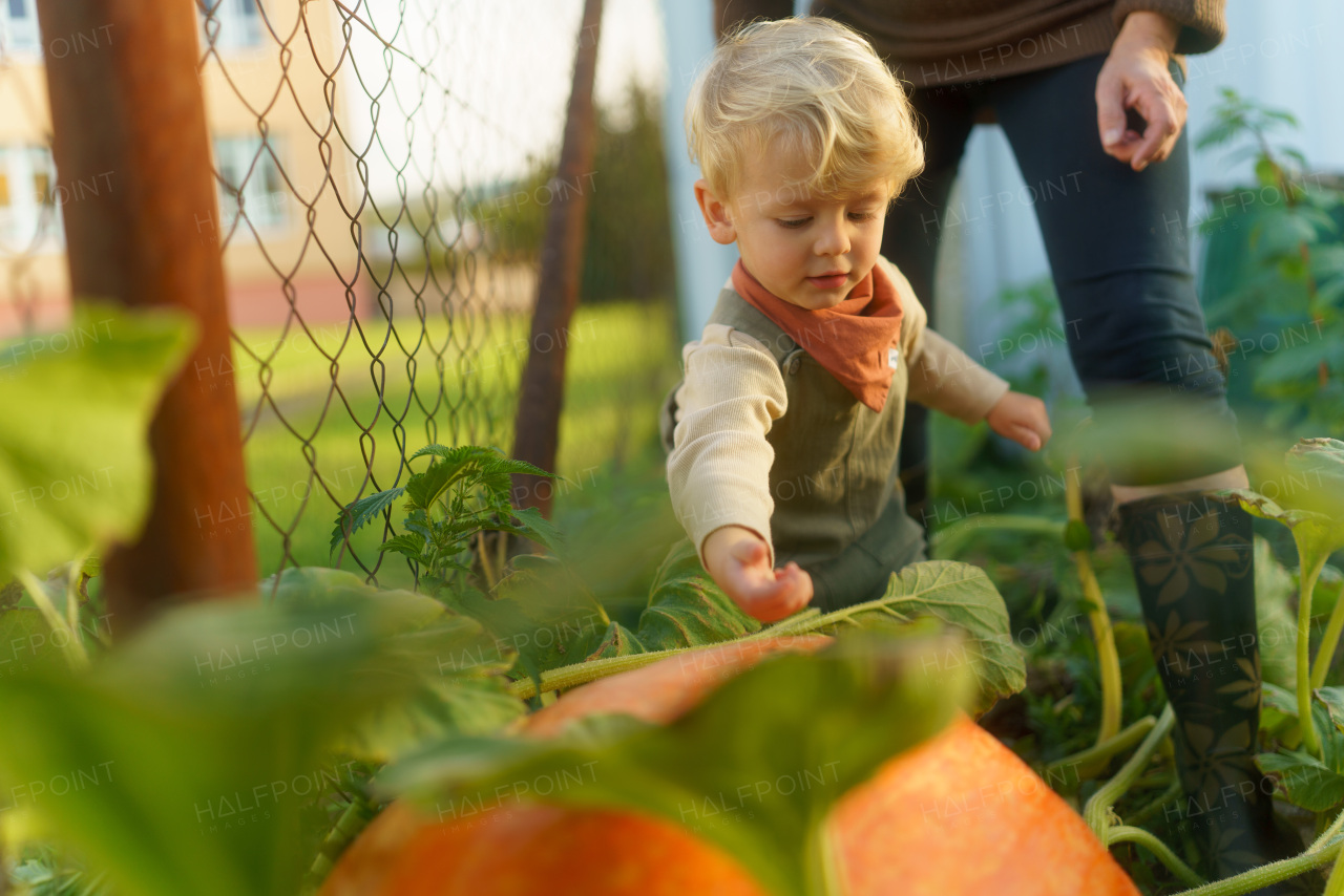 Little boy harvesting pumpkins in their garden.