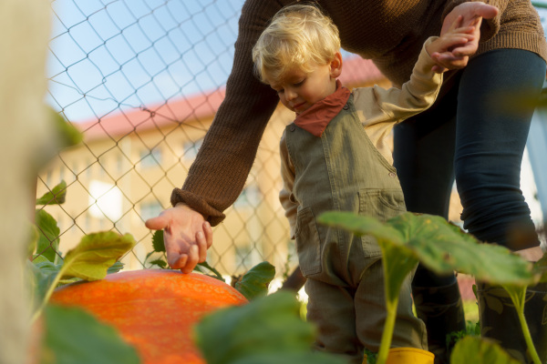 LIttle boy and his grandmother harvesting pumpkins in their garden.