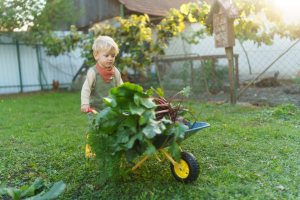 Little boy with a wheelbarrow working in garden during autumn day.