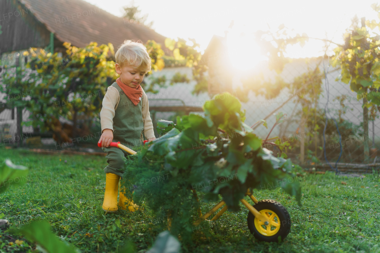 Little boy with a wheelbarrow working in garden during autumn day.