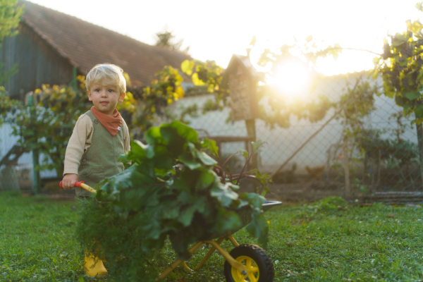 Little boy with a wheelbarrow working in garden during autumn day.