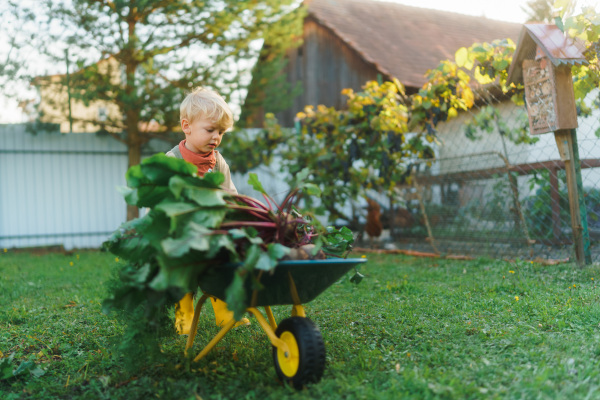 Little boy with a wheelbarrow full of vegetables working in garden in the village.