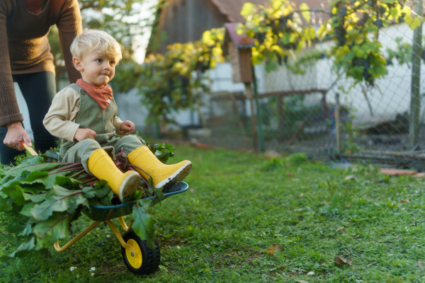 Little boy sitting at a wheelbarrow with harvest vegetable, having fun.