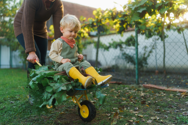 Little boy sitting at a wheelbarrow with harvest vegetable, having fun.