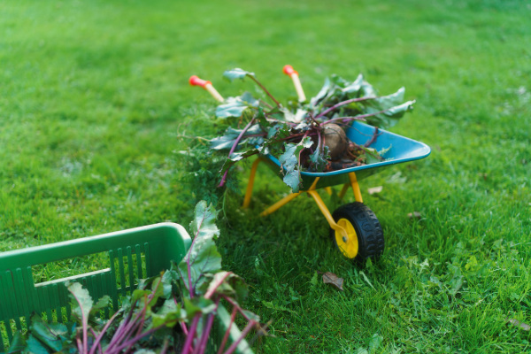 Close-up of kids wheelbarrow with harvest, carrots and beetroots in a garden.