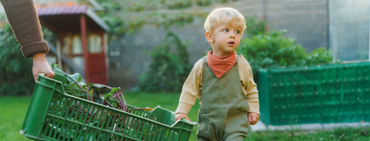 Little cute boy helping to carry box of freshly harvested vegetables, autumn season.