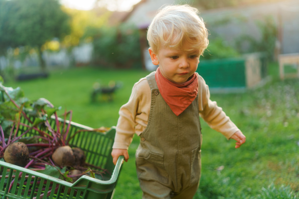 Little cute boy helping to care box of harvest vegetable, autumn season.