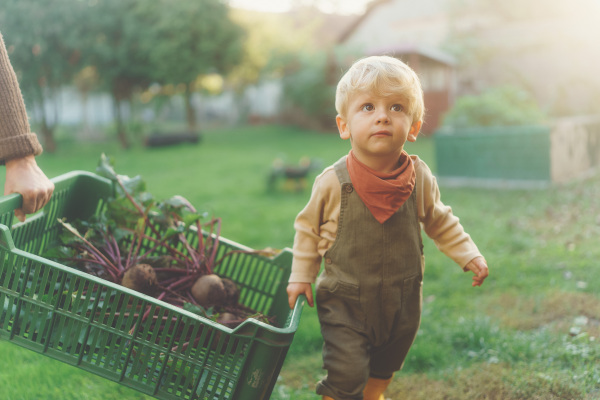 Little cute boy helping to care box of harvest vegetable, autumn season.