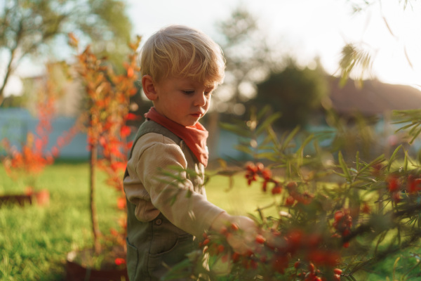 LIttle boy eating sea buckthorn in the garden.