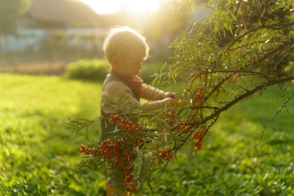 Little boy helping to harvest sea buckthorn in the garden during sunset.