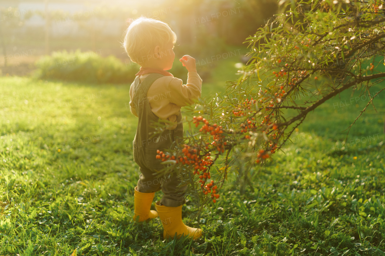 LIttle boy eating sea buckthorn in the garden.