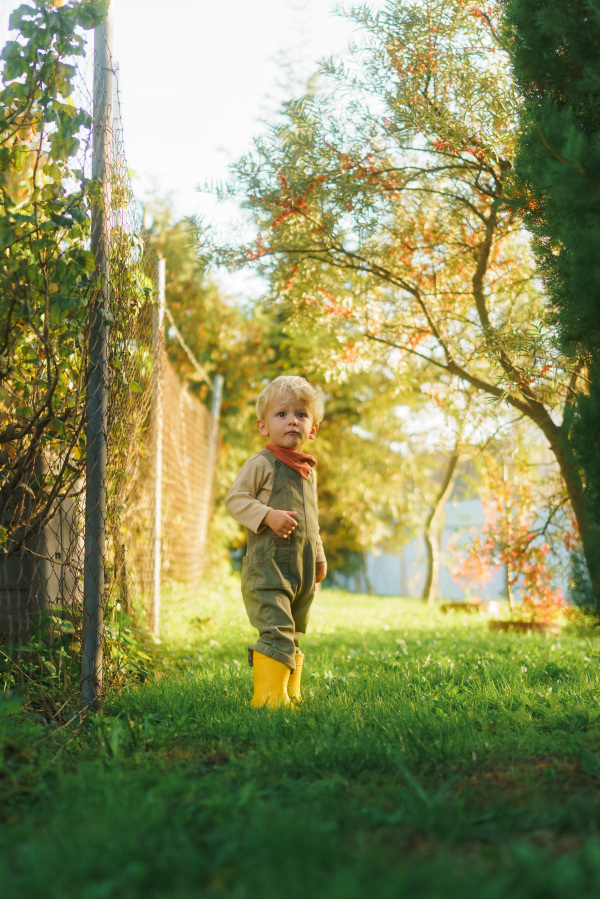 Portrait of little boy standying in the autumn garden during sunset, looking at camera.