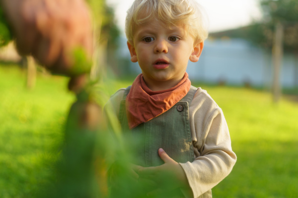 LIttle boy helping with harvesting vegetable in the garden.