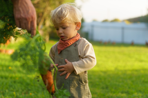 LIttle boy helping to harvest carrot in the garden.