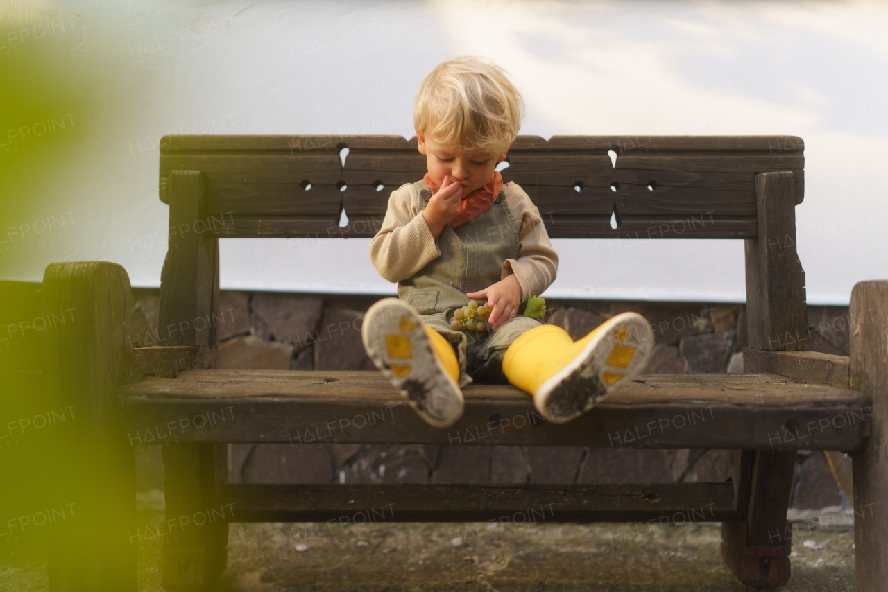 Little child sitting on bench and eating homegrown grapes.