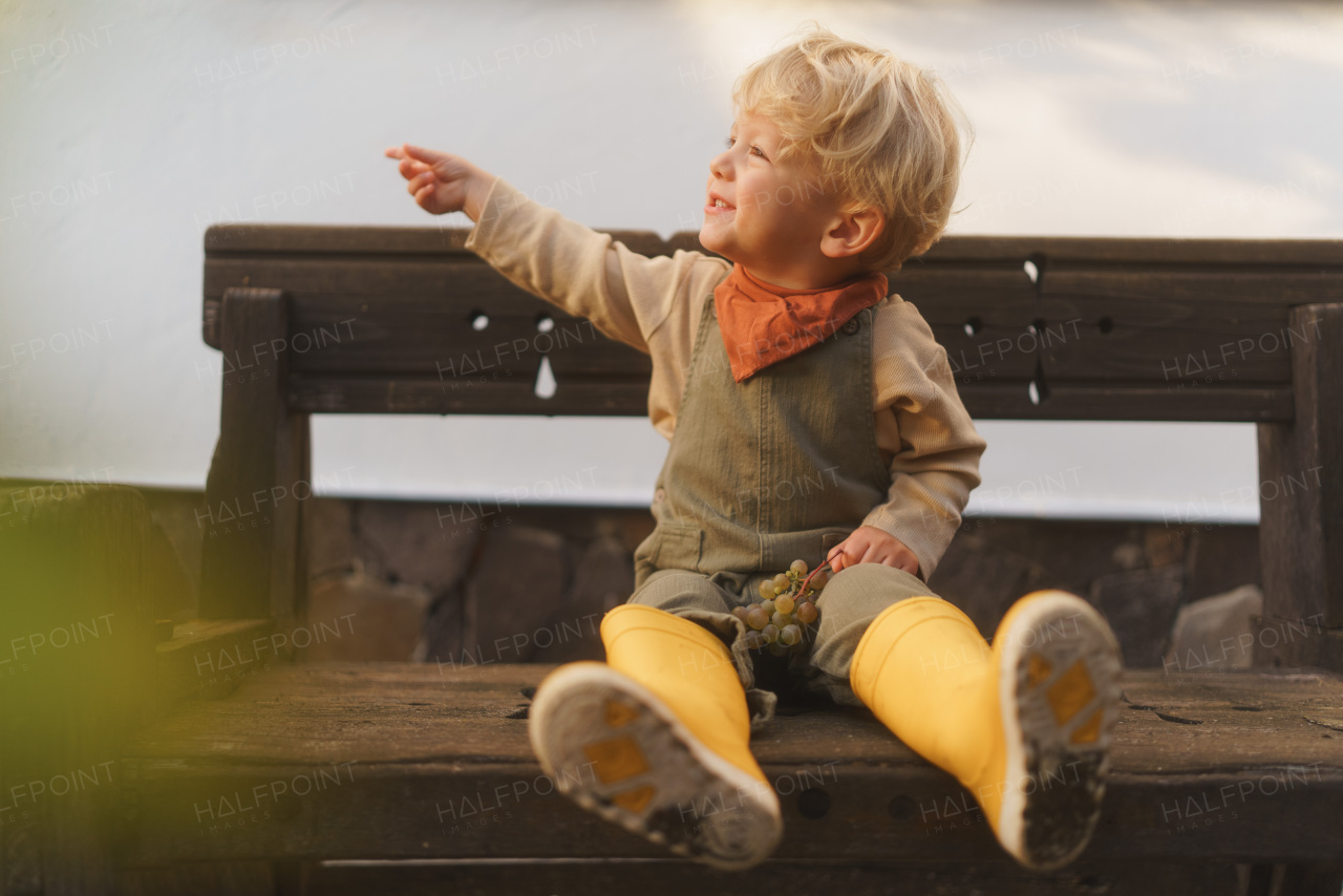 Little child sitting on bench and eating homegrown grapes.