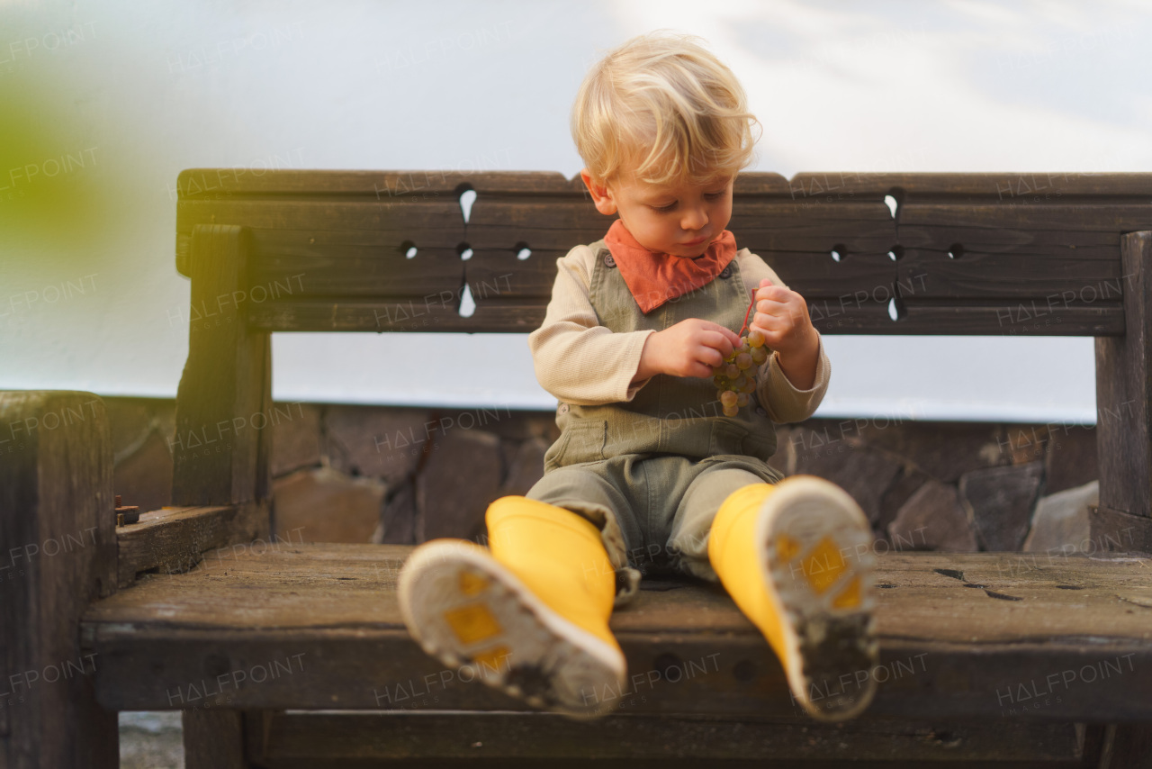 Little boy in yellow rubber boots sitting on wooden bench and eating homegrown grapes.