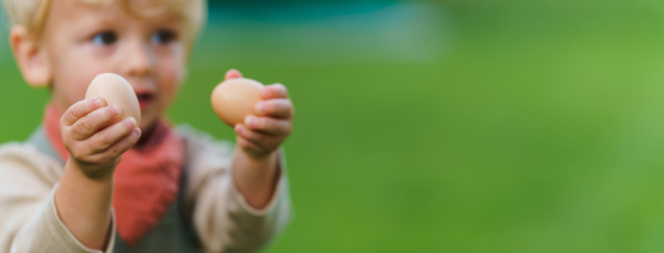 Portrait of happy little boy holding fresh eggs in the garden.