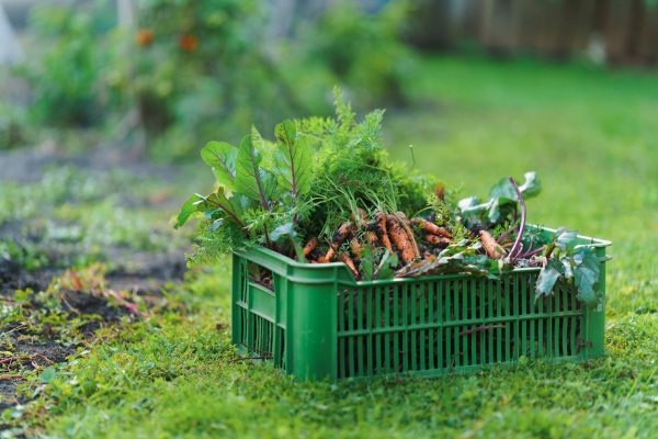 Harvest, carrots and beetroots in plastic box in the autumn garden.