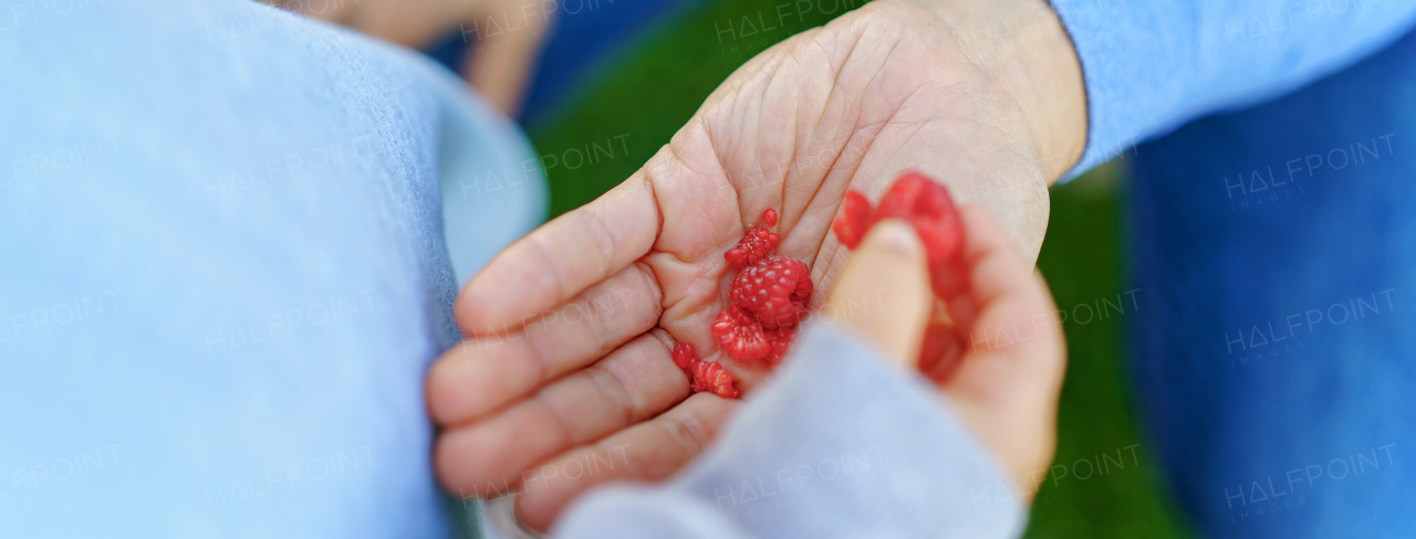 High angle view of hand with a harvested raspberries.