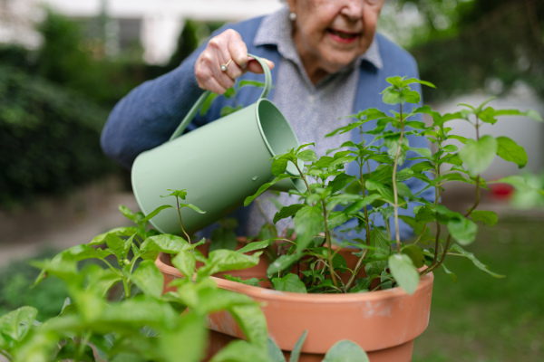 Portrait of senior woman taking care of plants in garden. Watering seedlings, herbs with harvested rainwater.