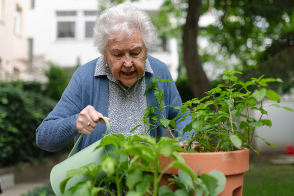 Portrait of senior woman taking care of plants in garden. Watering seedlings, herbs with harvested rainwater.