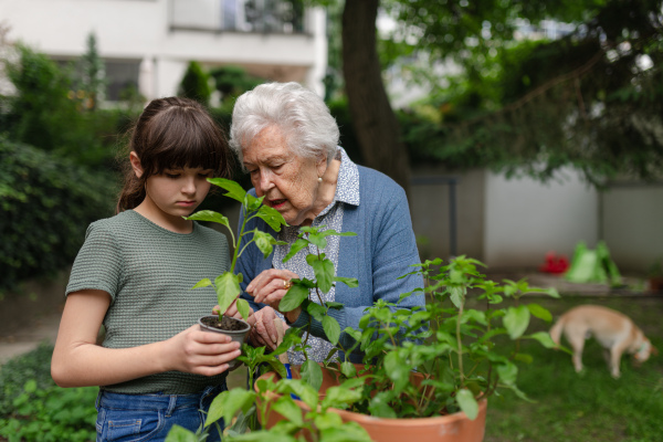 Grandmother teaching granddaughter to work in garden. Girl helping elderly grandma with plants, herbs in garden, spending free summer time outdoor.