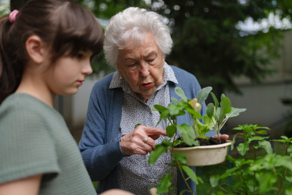 Grandmother teaching granddaughter to work in garden. Girl helping elderly grandma with plants, herbs in garden, spending free summer time outdoor.