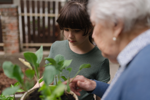 Grandmother teaching granddaughter to work in garden. Girl helping elderly grandma with plants, herbs in garden, spending free summer time outdoor.