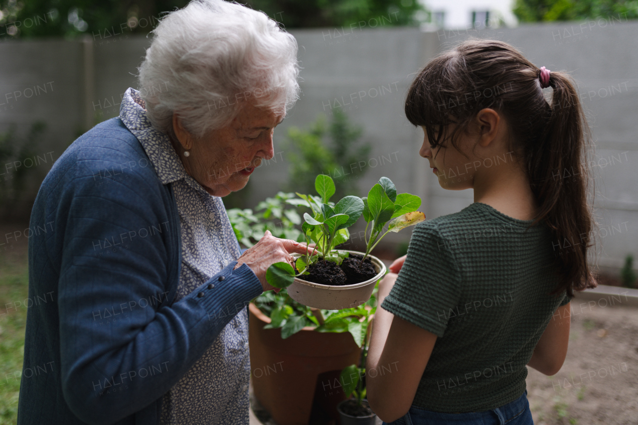 Grandmother teaching granddaughter to work in garden. Girl helping elderly grandma with plants, herbs in garden, spending free summer time outdoor.