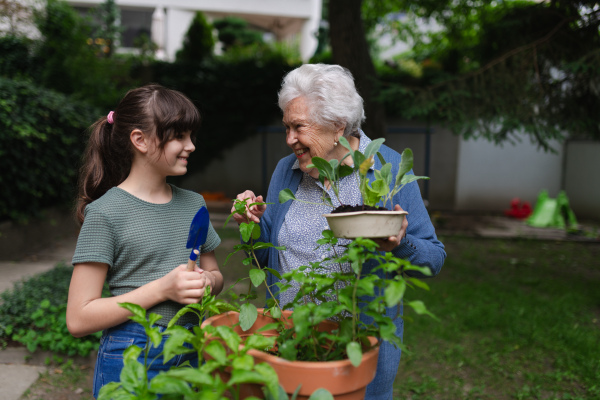 Grandmother teaching granddaughter to work in garden. Girl helping elderly grandma with plants, herbs in garden, spending free summer time outdoor.