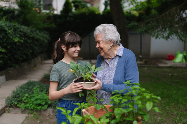 Grandmother teaching granddaughter to work in garden. Girl helping elderly grandma with plants, herbs in garden, spending free summer time outdoor.