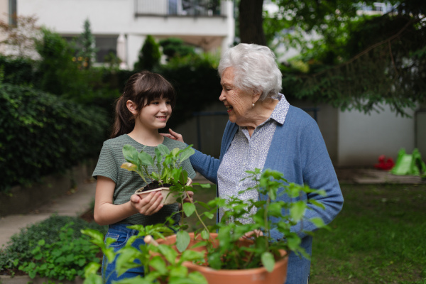 Grandmother teaching granddaughter to work in garden. Girl helping elderly grandma with plants, herbs in garden, spending free summer time outdoor.