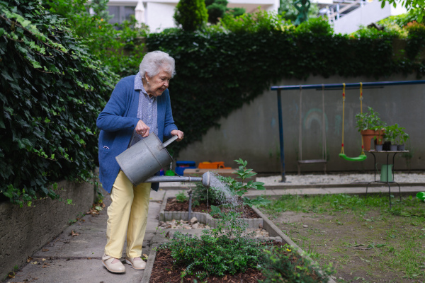 Portrait of senior woman taking care of plants in garden. Watering seedlings, herbs with harvested rainwater.