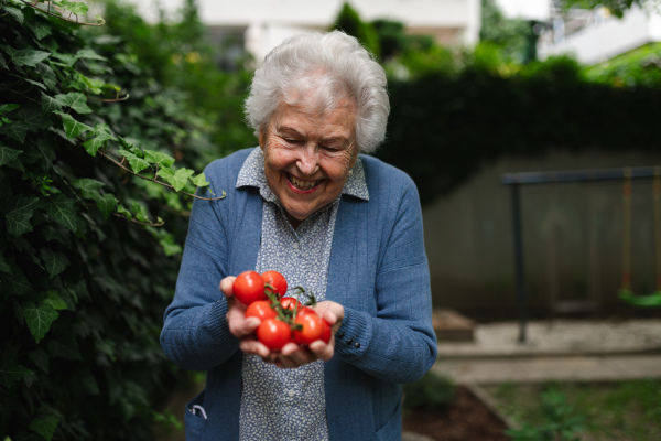 Proud, happy elderly woman shows off her own tomato harvest. She holds ripe red tomatoes in her hands, freshly picked from the garden.