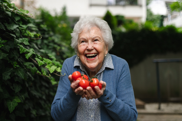 Proud, happy elderly woman shows off her own tomato harvest. She holds ripe red tomatoes in her hands, freshly picked from the garden.