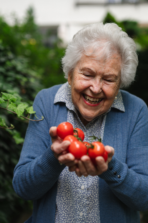 Proud, happy elderly woman shows off her own tomato harvest. She holds ripe red tomatoes in her hands, freshly picked from the garden.