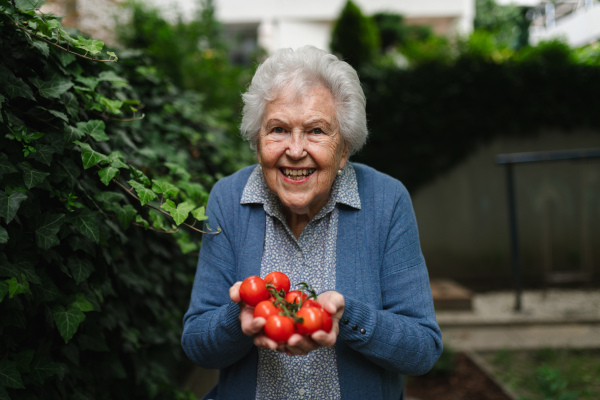 Proud, happy elderly woman shows off her own tomato harvest. She holds ripe red tomatoes in her hands, freshly picked from the garden.