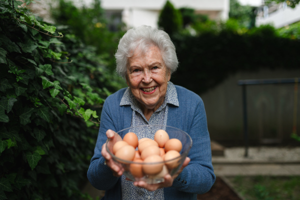 Elderly woman holding bowl full of farm fresh eggs. Happy old farmer is delighted collected homegrown eggs. Sense of purpose.