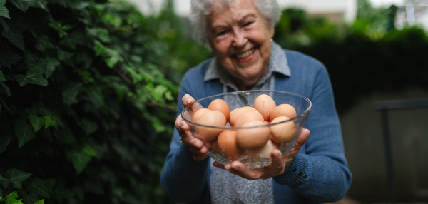 Elderly woman holding bowl full of farm fresh eggs. Happy old farmer is delighted collected homegrown eggs. Sense of purpose. Banner with copy space.