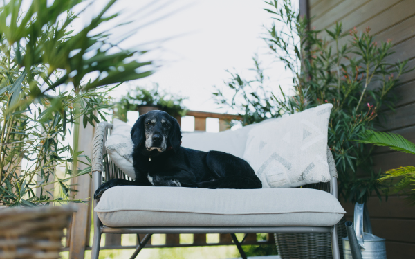 Old dog lying on outdoor chair on the terrace of the house. Older family dog, pet.