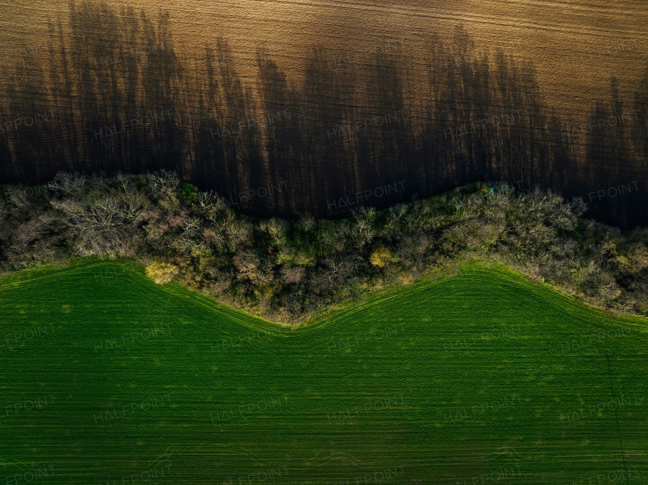 Aerial view of green summer farm fields, crops or pasture with during sunset or sunrise.