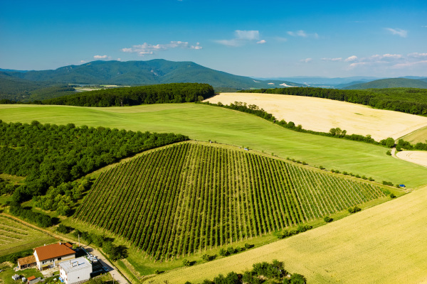 Aerial view of farmhouse among vineyards during beautiful summer sunny day.