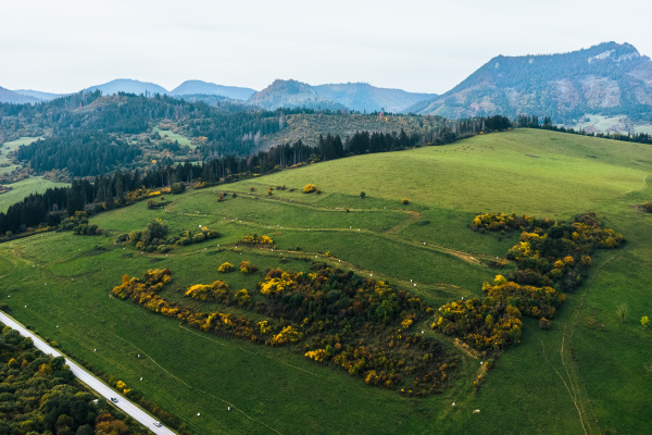 Aerial view of green summer farm fields, crops or pasture with road and mountains.