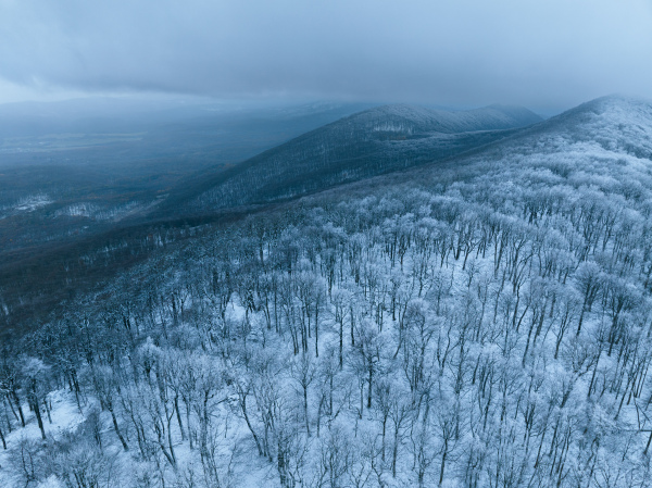 Aerial view of winter forest with light dusting of snow, hoarfrost on the trees. Drone view of snowy landscape.