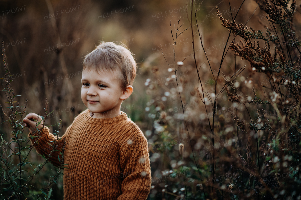 A portrait of cute little boy wearing knitted sweater in nautre, autumn concept.