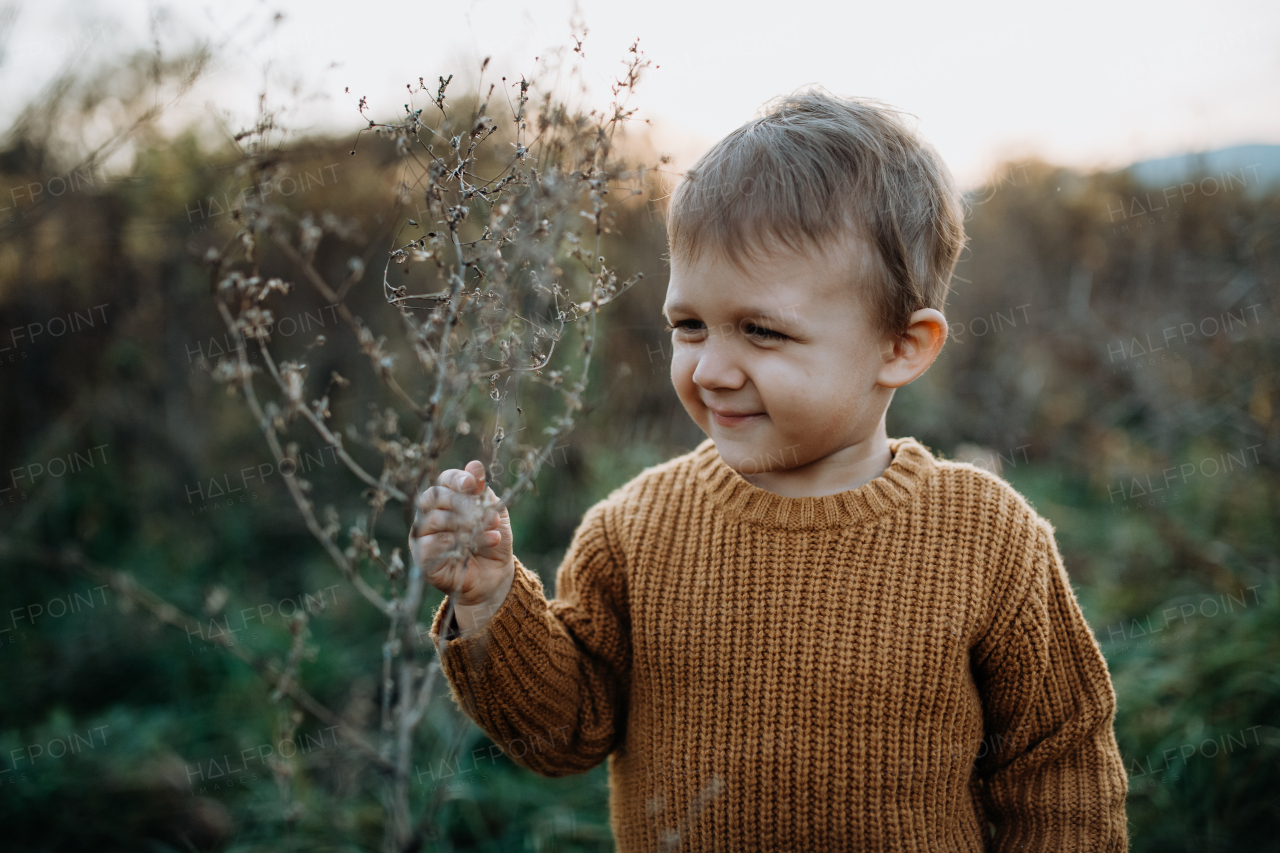 A portrait of cute little boy wearing knitted sweater in nautre, autumn concept.