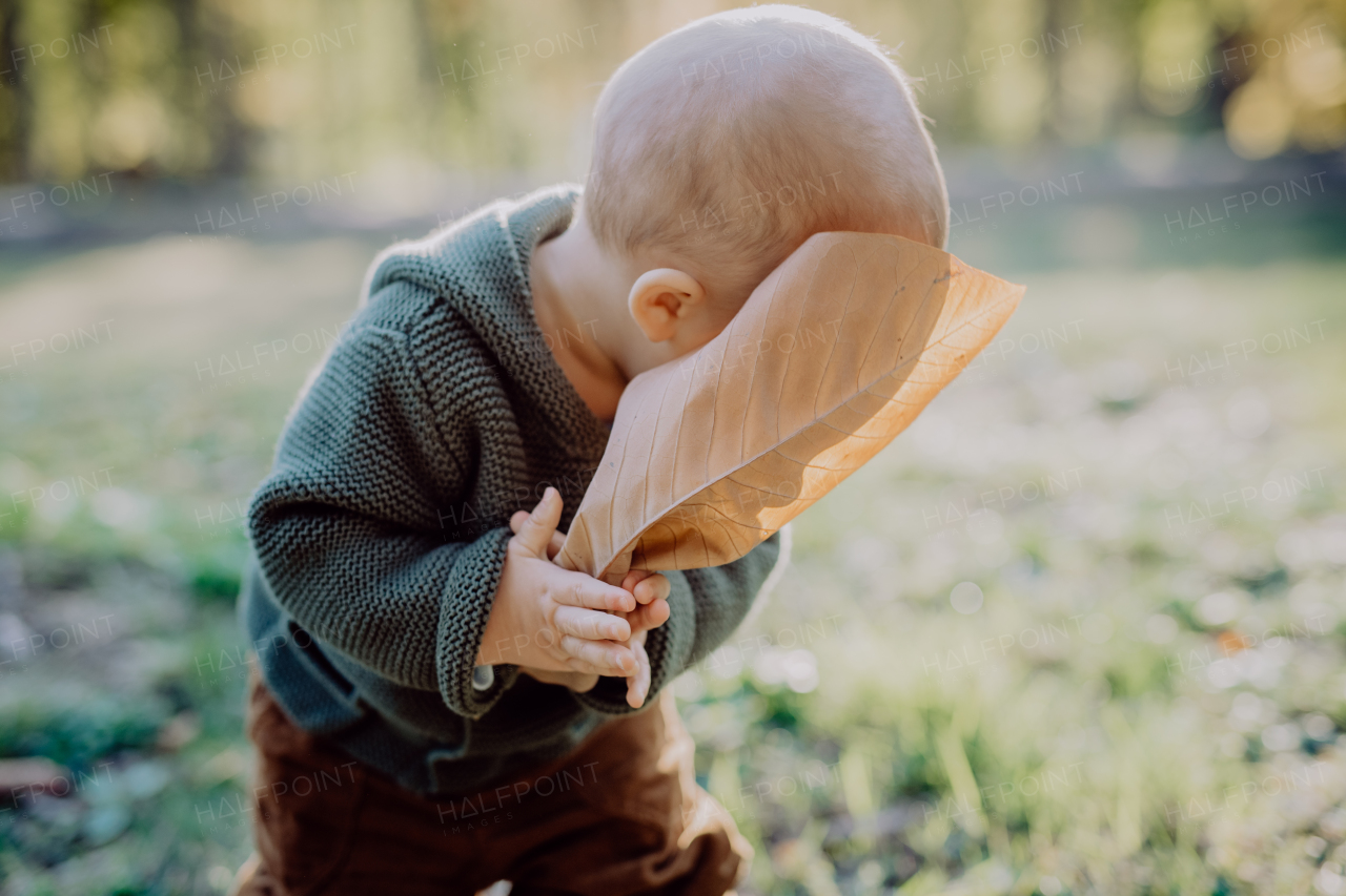 A portrait of cute little boy wearing knitted hoodie in nautre holding dry leaf, autumn concept.